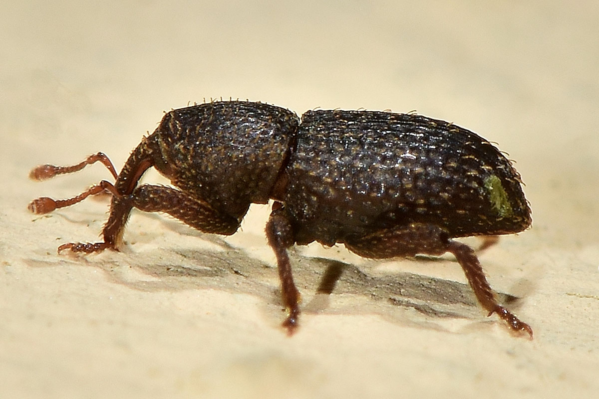 Curculionidae: Acallorneuma reitteri